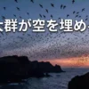 大群が空を舞う！天売島「ウトウ帰巣ナイトツアー」完全ガイド