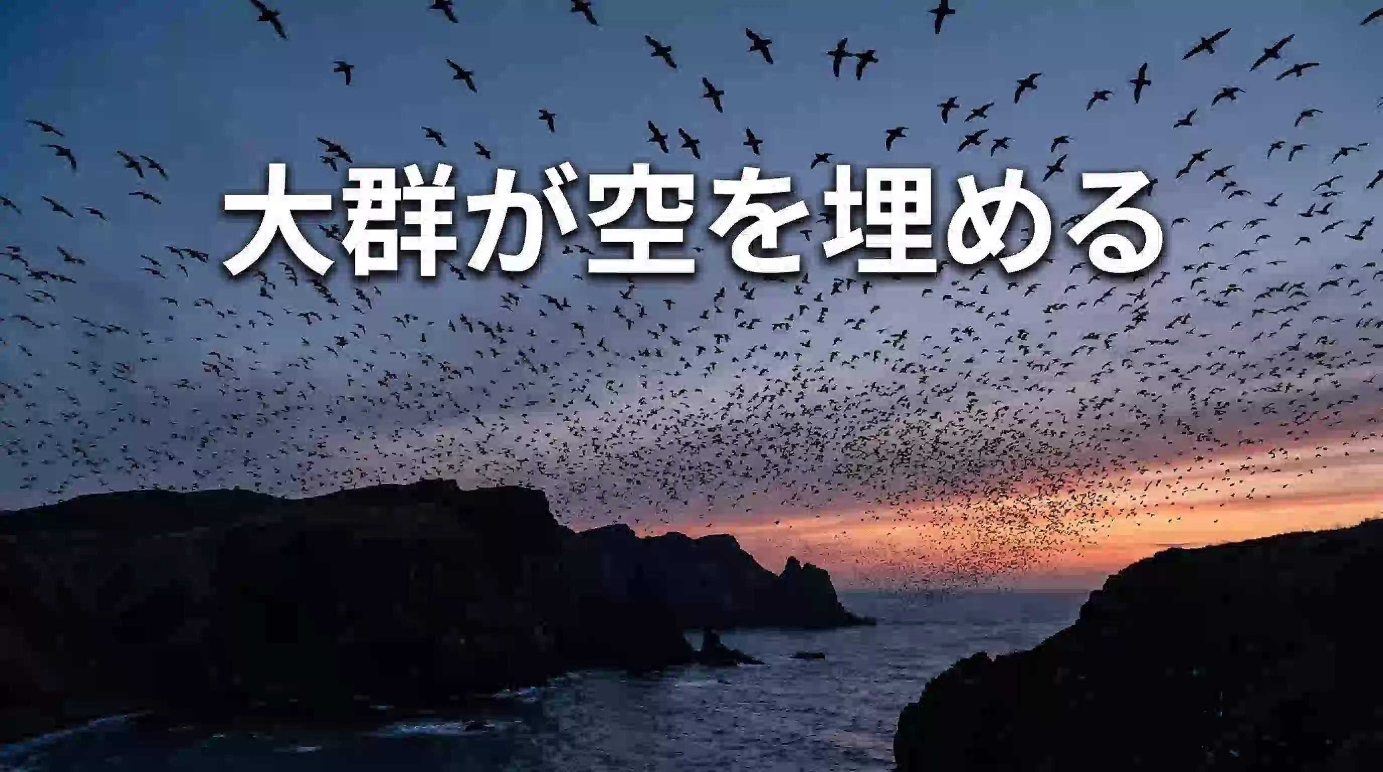 大群が空を舞う！天売島「ウトウ帰巣ナイトツアー」完全ガイド